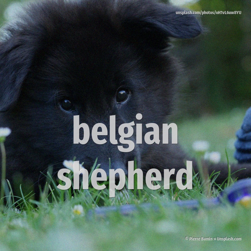 belgian shepherd
