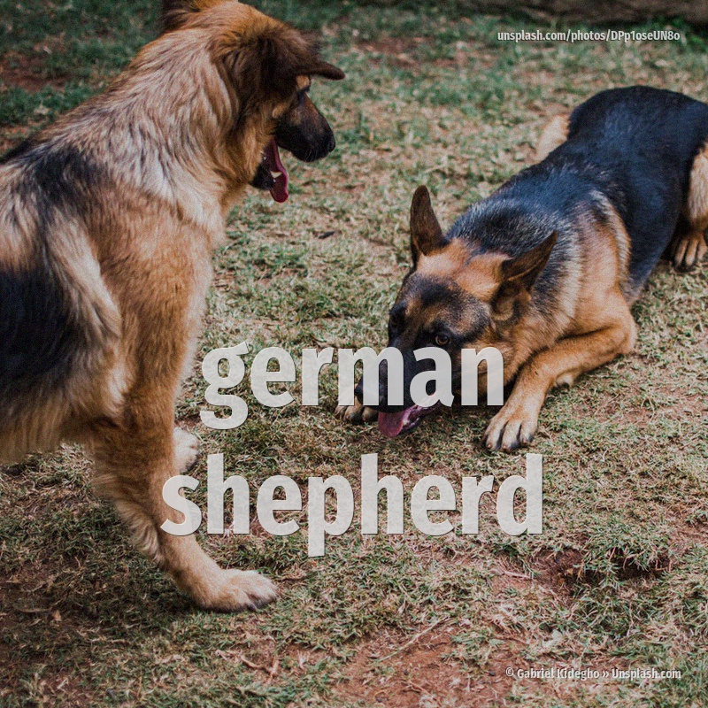 german shepherd
