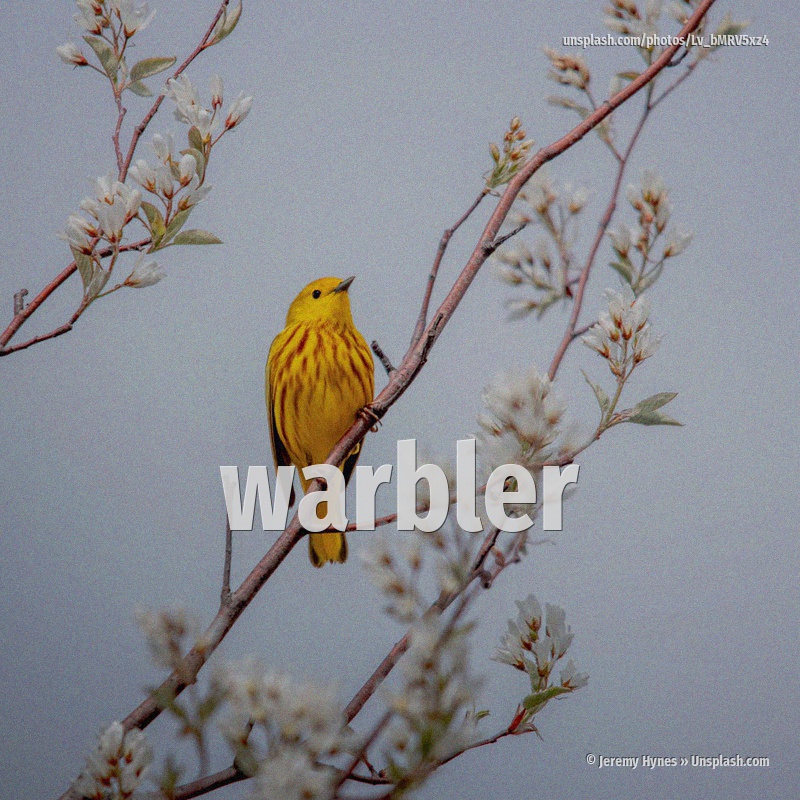 warbler