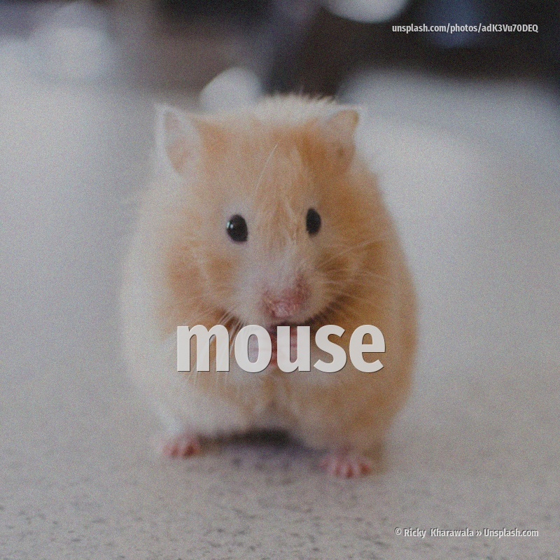 mouse